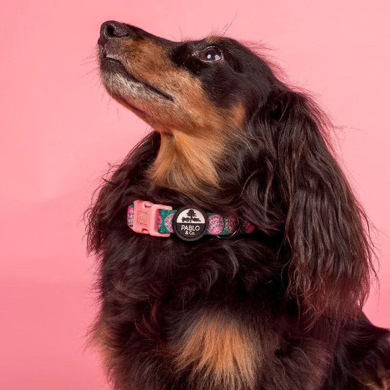 - Pet monitor with cameraHappee Birthdae Harry: Dog Collar